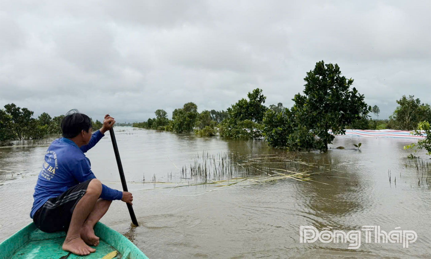 Vườn mít của anh Phong bị thiệt hại do vỡ đê.