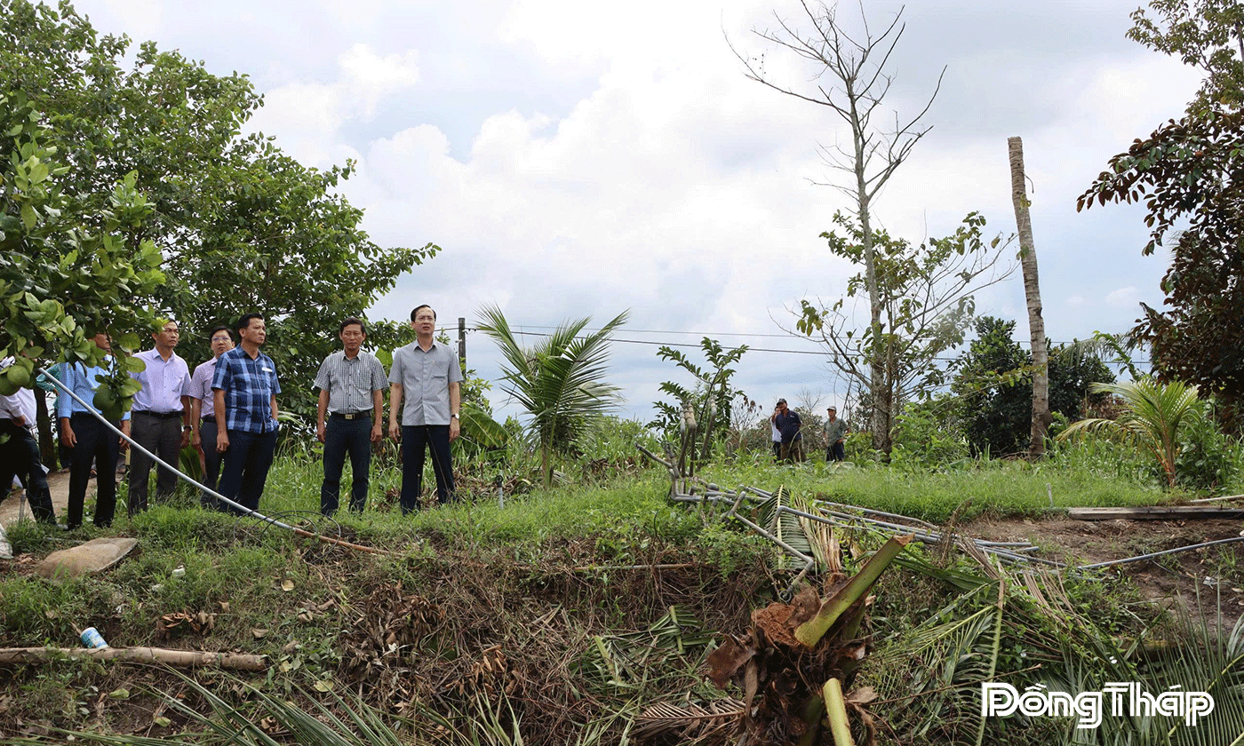 Ông Trần Trí Quang – Chủ tịch UNBD tỉnh Đồng Tháp khảo sát các vườn sầu riêng bị chết vì nước ngập ở xã Mỹ Thiện.