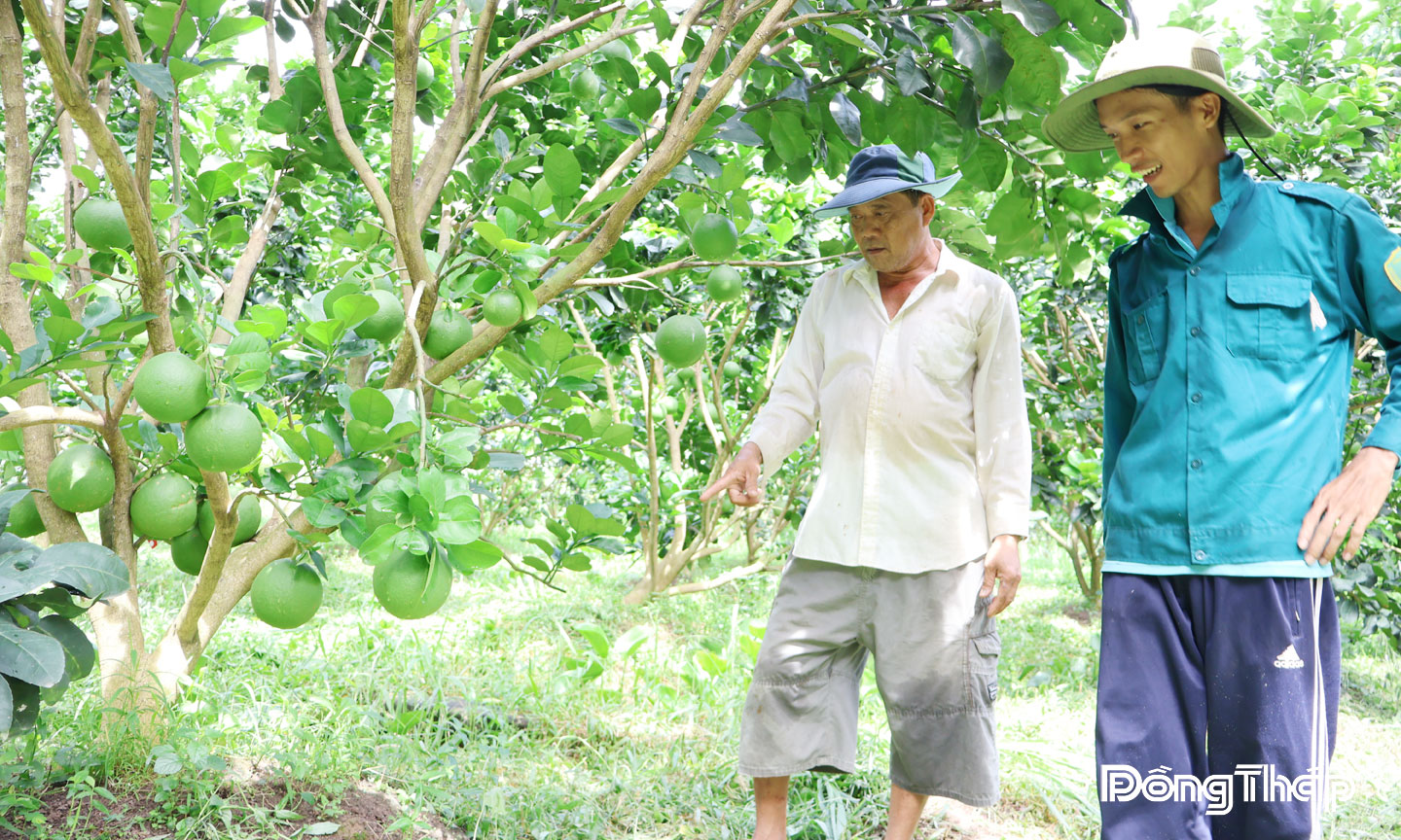 Nông dân xã Chợ Gạo thi đua phát triển kinh tế (mô hình trồng bưởi da xanh cho hiệu quả kinh tế cao).