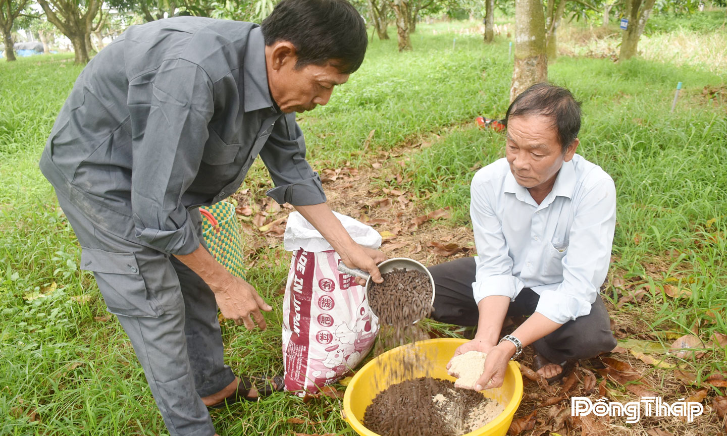 Thạc sĩ Nguyễn Ngọc Thành (bên phải) sử dụng vi sinh vật phối hợp với phân hữu cơ để giải độc Paclobutrazol tồn dư trong đất.