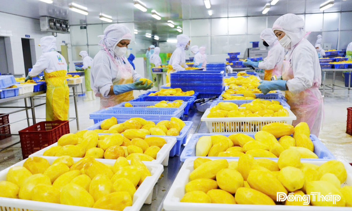 Khuyến khích doanh nghiệp ứng dụng công nghệ đẩy mạnh chế biến và chế biến sâu là “chìa khóa” để Đồng Tháp khai thác tốt chuỗi giá trị ngành hàng xoài.