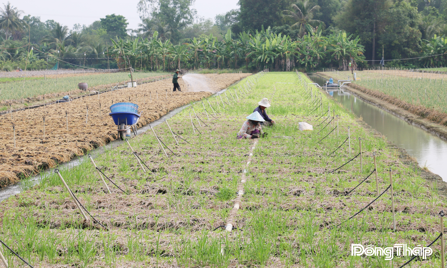 Nông dân trên địa bàn tỉnh Đồng Tháp ứng dụng công nghệ cao vào sản xuất rau theo hướng an toàn.
