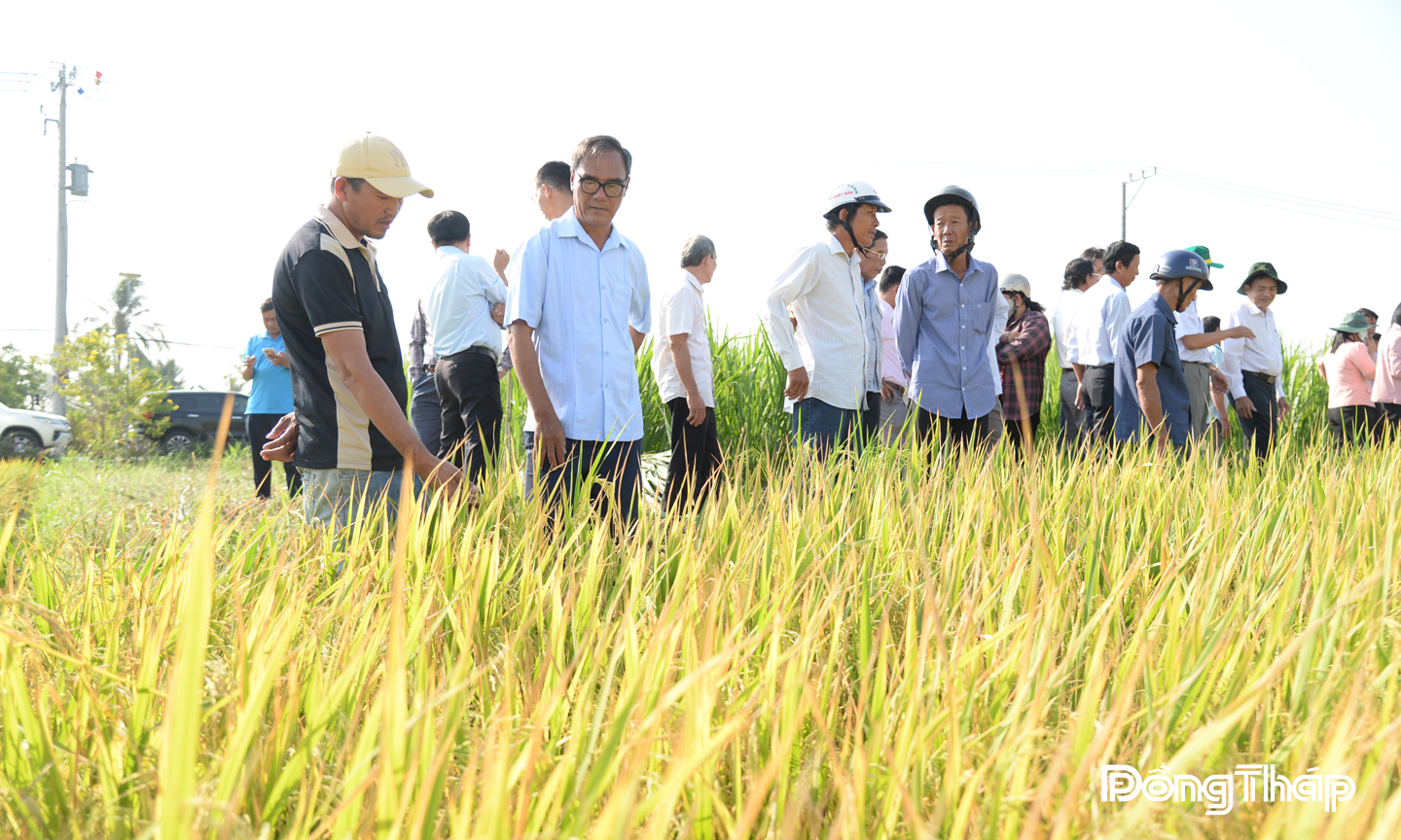 Đồng Tháp đang tập trung nhân rộng Đề án 1 triệu héc-ta lúa chất lượng cao và phát thải thấp.