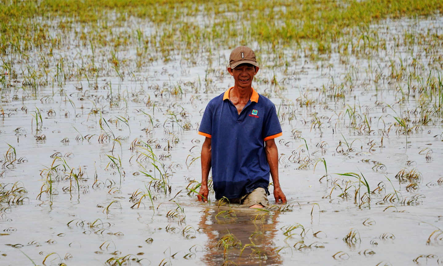 Ông Rẫy lội trên cánh đồng lúa 3 ha bị ngập lũ hơn một tuần, hạt lúa đã lên mọng. Ảnh: Hoàng Nam