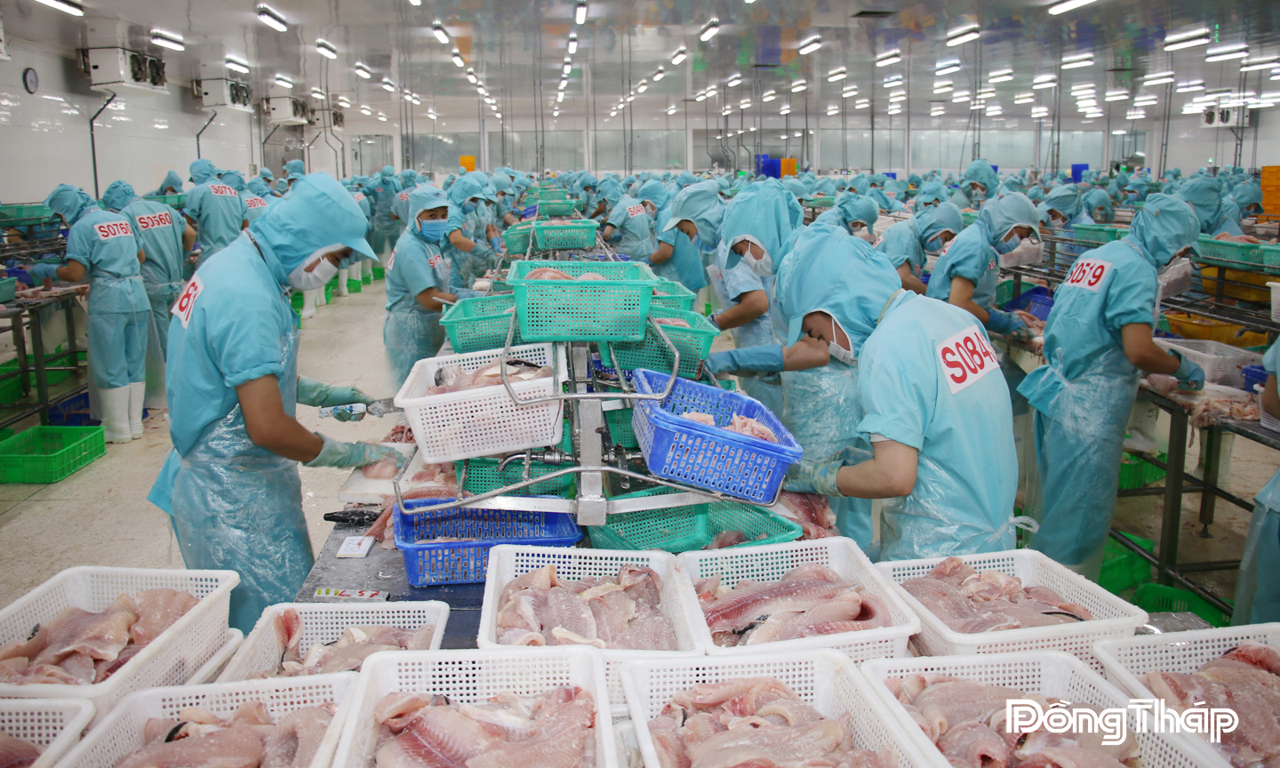 Chế biến thủy sản xuất khẩu tại Công ty CP Đầu tư và Phát triển đa Quốc gia IDI.