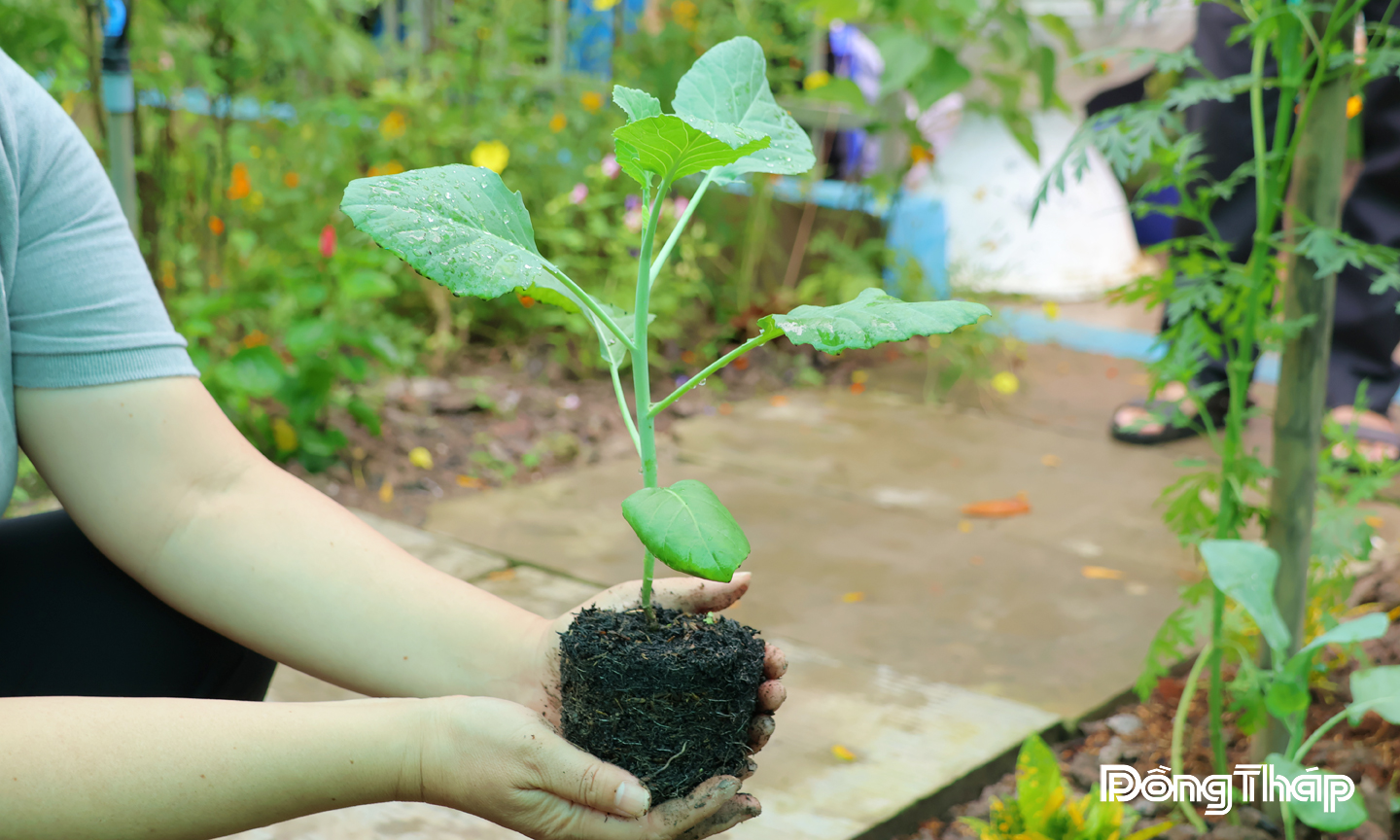 Mỗi chiếc mầm xanh là điểm khởi đầu cho một Mỹ Thọ phát triển nông nghiệp xanh và bền vững.  