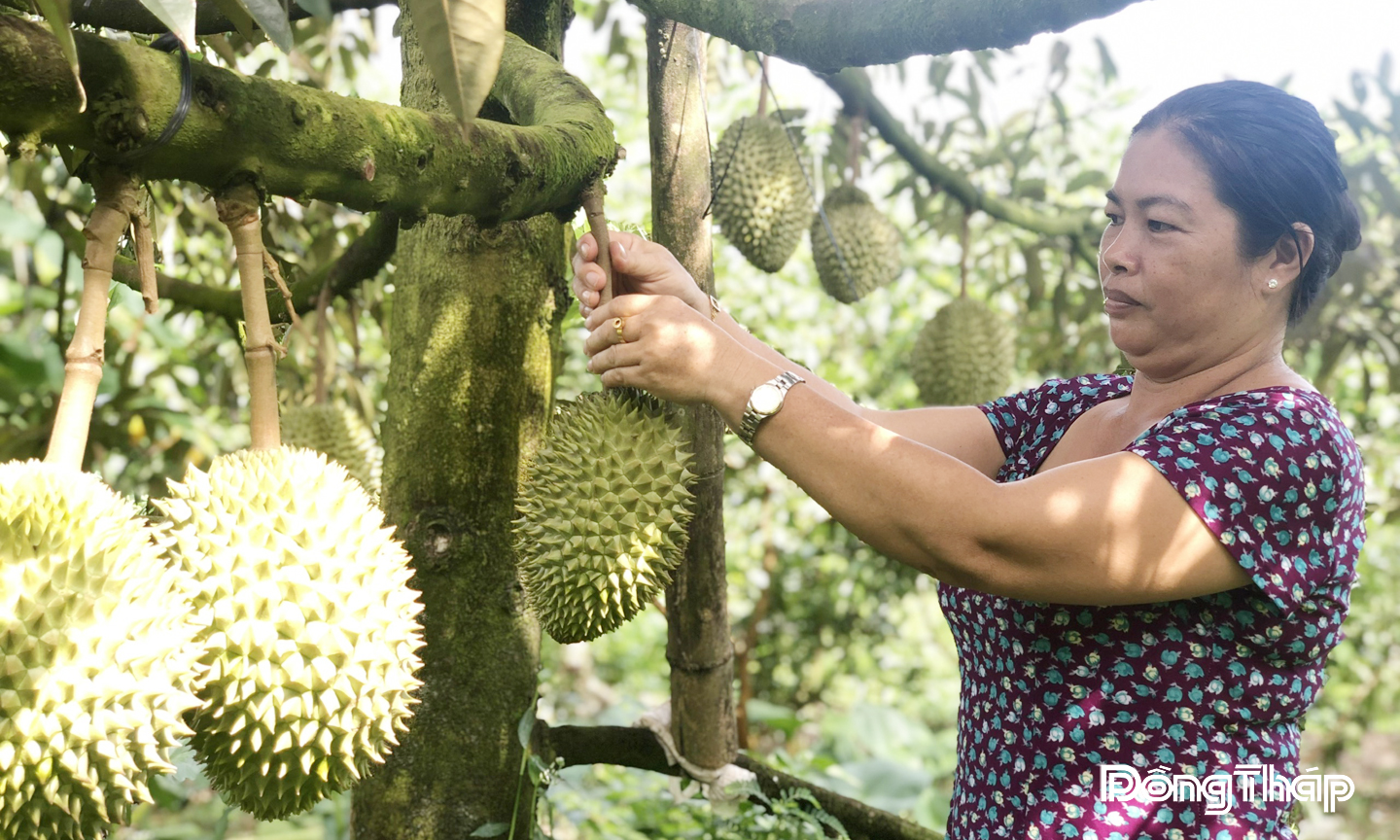 Nông dân trồng sầu riêng trên địa bàn tỉnh Đồng Tháp chú trọng việc áp dụng quy trình canh tác hữu cơ.