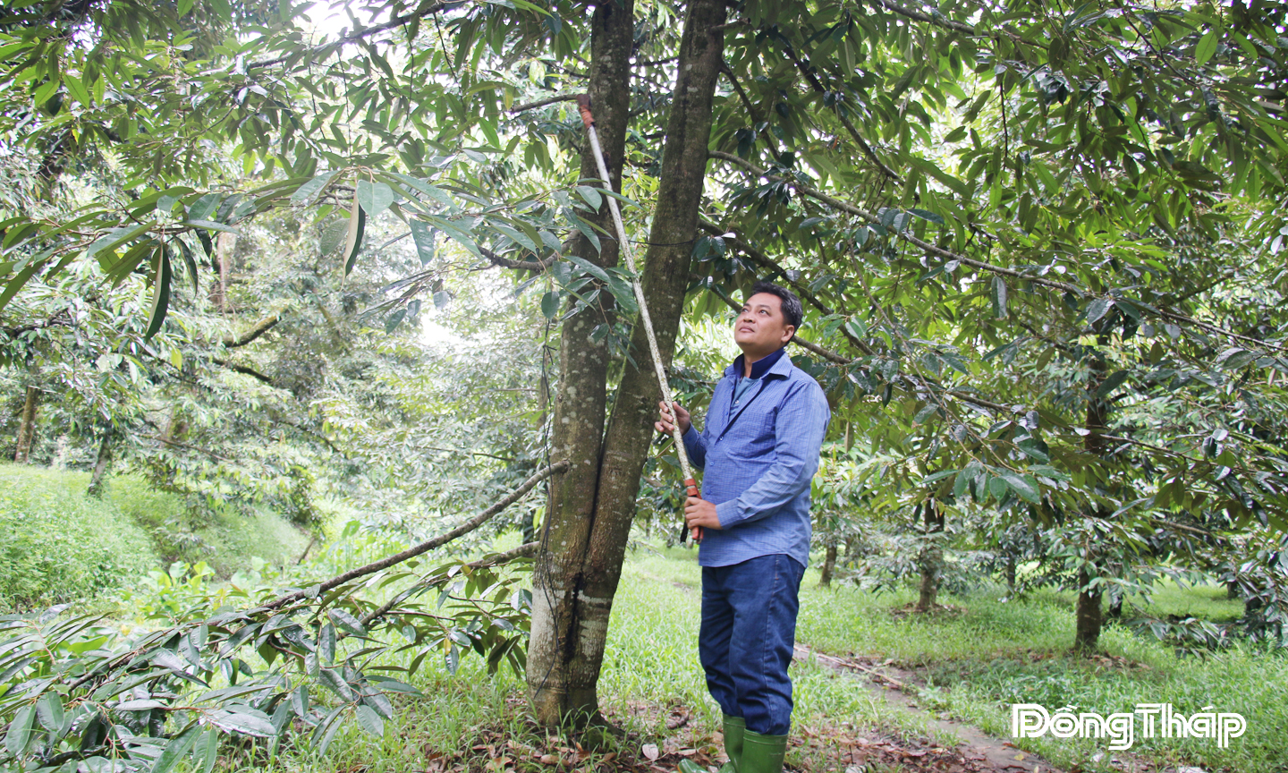 Ông Trương Lộc, thành viên Hợp tác xã Sầu riêng Phú Hựu (xã Phú Hựu) áp dụng quy trình canh tác hiện đại để nâng cao giá trị sản phẩm. 