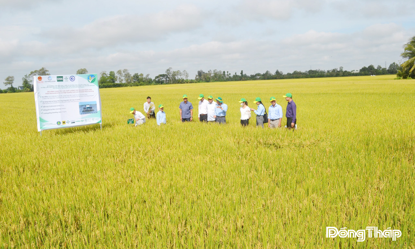Các đại biểu tham quan mô hình thí điểm “Canh tác lúa chất lượng cao và phát thải thấp gắn với tăng trưởng xanh trên địa bàn tỉnh Đồng Tháp”. Ảnh: HỮU THÔNG.