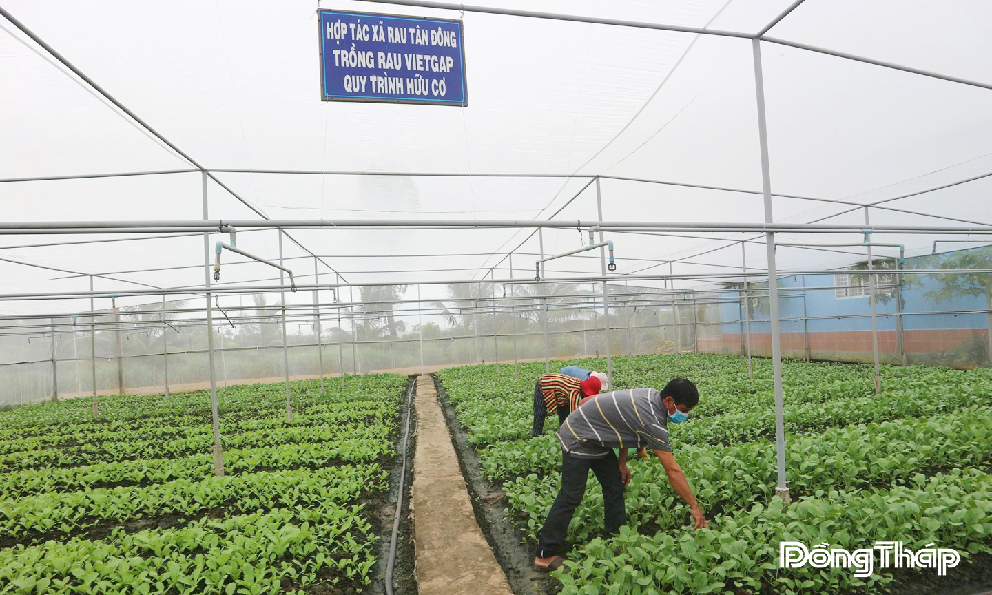 Hợp tác xã Rau an toàn Tân Đông (xã Tân Đông) trồng rau trong nhà lưới, cùng hệ thống tưới nước tự động đảm bảo đạt tiêu chuẩn VietGAP, quy trình hữu cơ.
