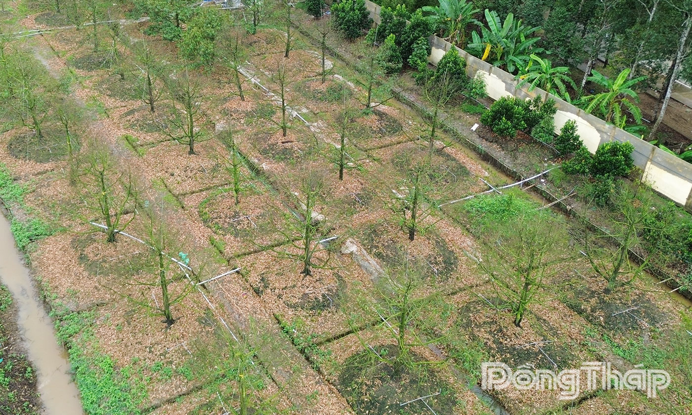 Nhiều diện tích cây ăn trái ở xã Mỹ Thiện bị thiệt hại nặng.