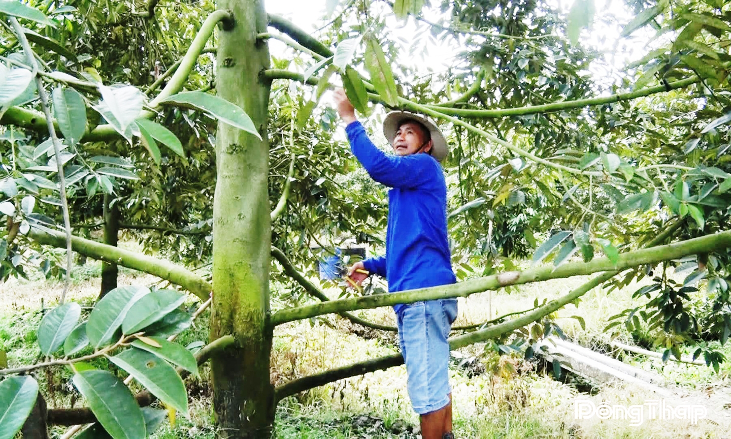 Anh Trần Xuân Luyện chăm sóc vườn sầu riêng.