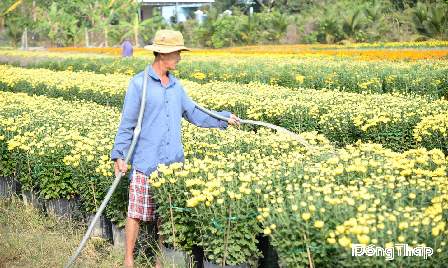 Nông dân làng hoa trồng đa dạng các chủng loại hoa kiểng.