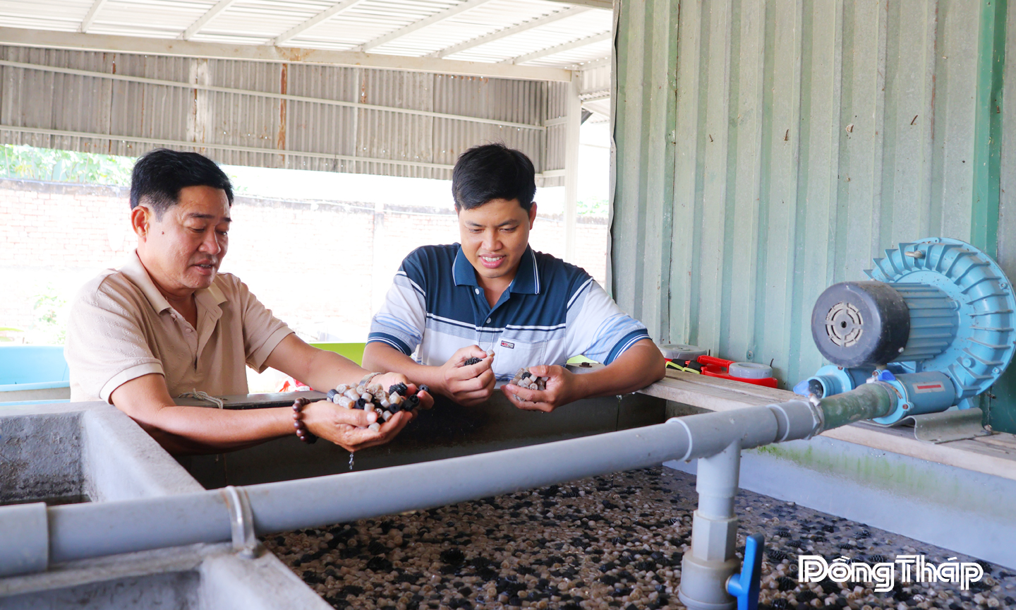 Nhờ công nghệ, chất thải trong quá trình nuôi lươn sẽ được giữ lại tại bể lọc vi sinh, vi sinh vật phân hủy đạm dư thừa trong nước, từ đó giúp môi trường nuôi lươn luôn ổn định.