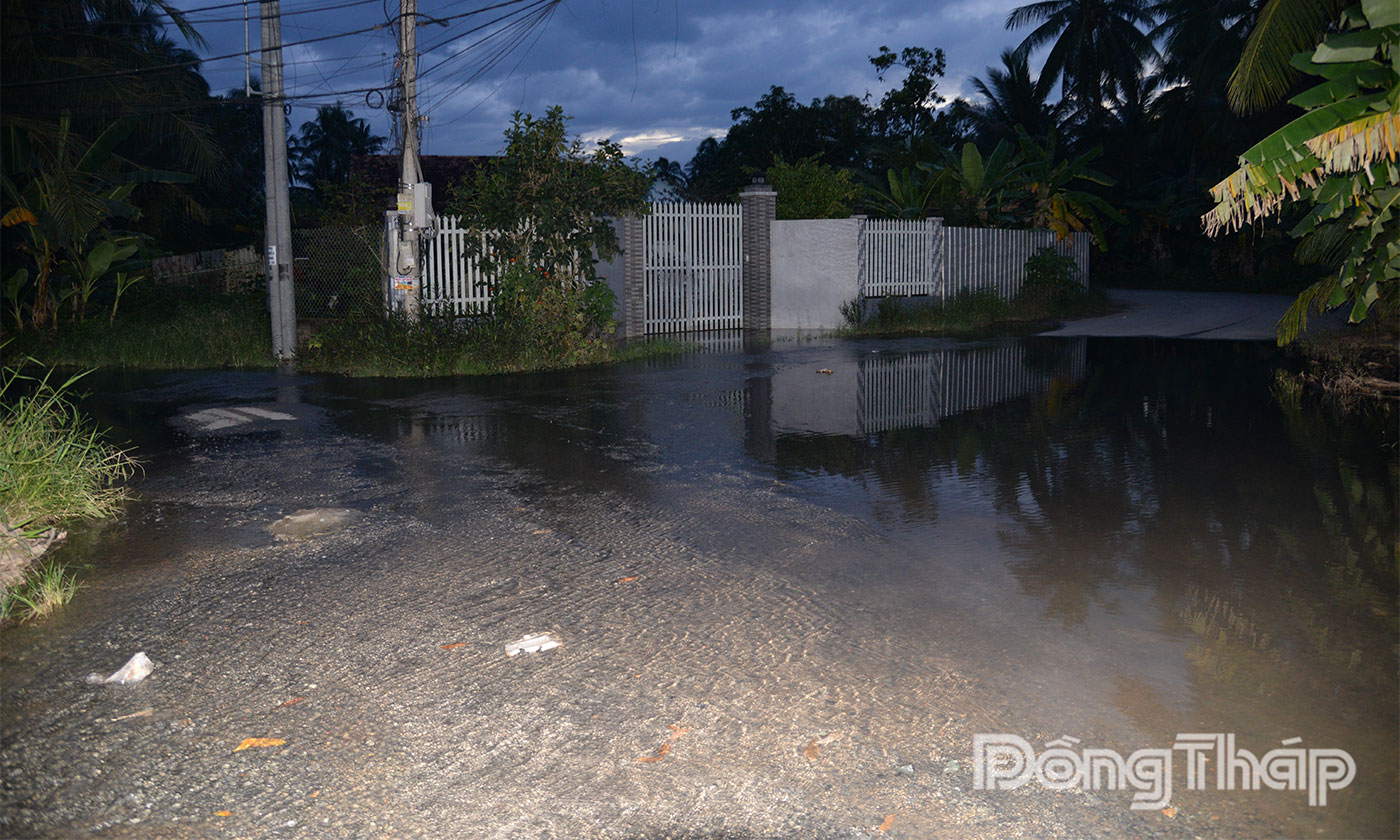 Triều cường tràn qua tuyến đường nhựa thuộc phường Mỹ Phong tràn vào vườn cây của nhà dân vào chiều 21-11.