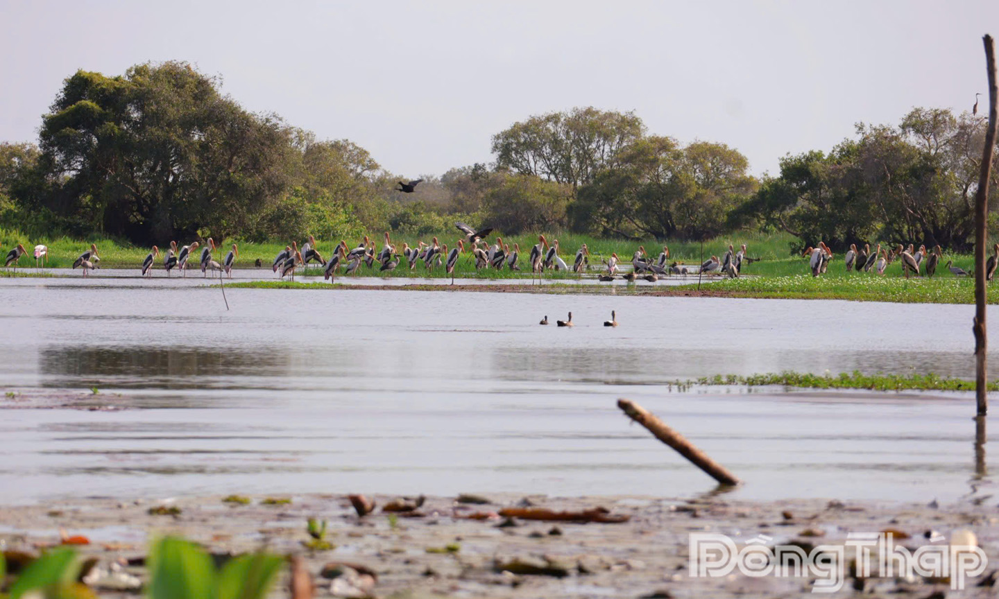 Điều đặc biệt nhất ở Tràm Chim chính là nơi cư ngụ của hơn 230 loài chim nước, trong đó có nhiều loài quý hiếm như sếu đầu đỏ, già đãy Java, cò thìa và bồ nông chân xám.
