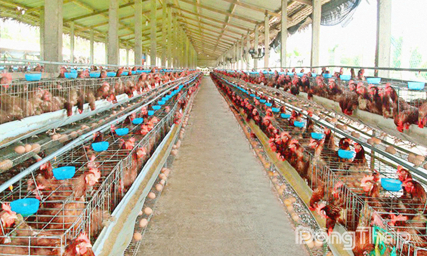 Mô hình nuôi gà lấy trứng cho hiệu quả cao. Ảnh. THANH TÂN