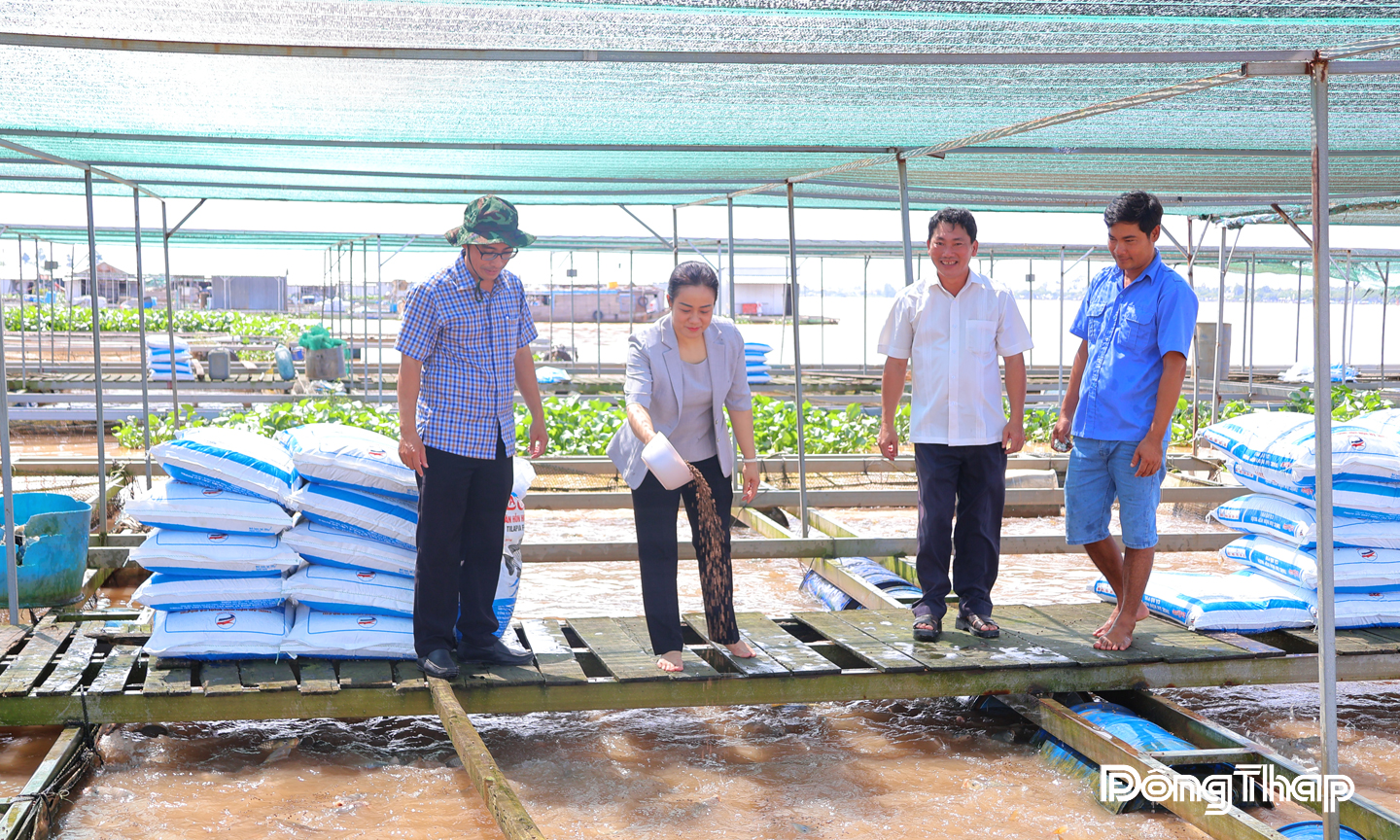 Phó Bí thư Thường trực Tỉnh ủy Nguyễn Hải Trâm thăm khu vực nuôi cá lồng bè trên sông Tiền (thuộc xã Bình Thạnh cũ) - một mắt xích quan trọng trong chuỗi giá trị thủy sản của tỉnh Đồng Tháp.