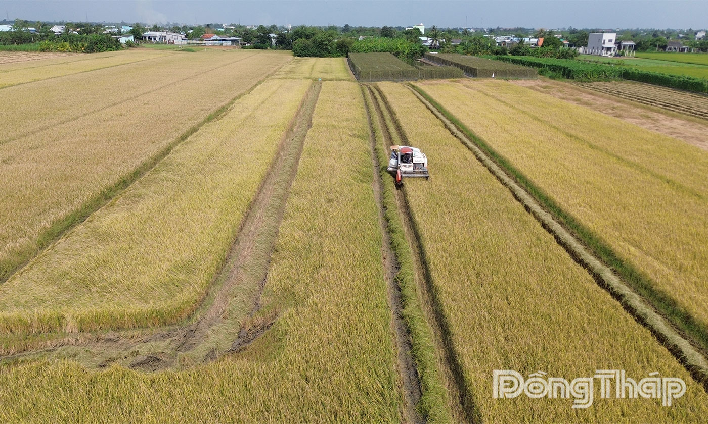 Cánh đồng sản xuất lúa chất lượng cao, giảm phát thải tại xã ấp Xóm Thủ.