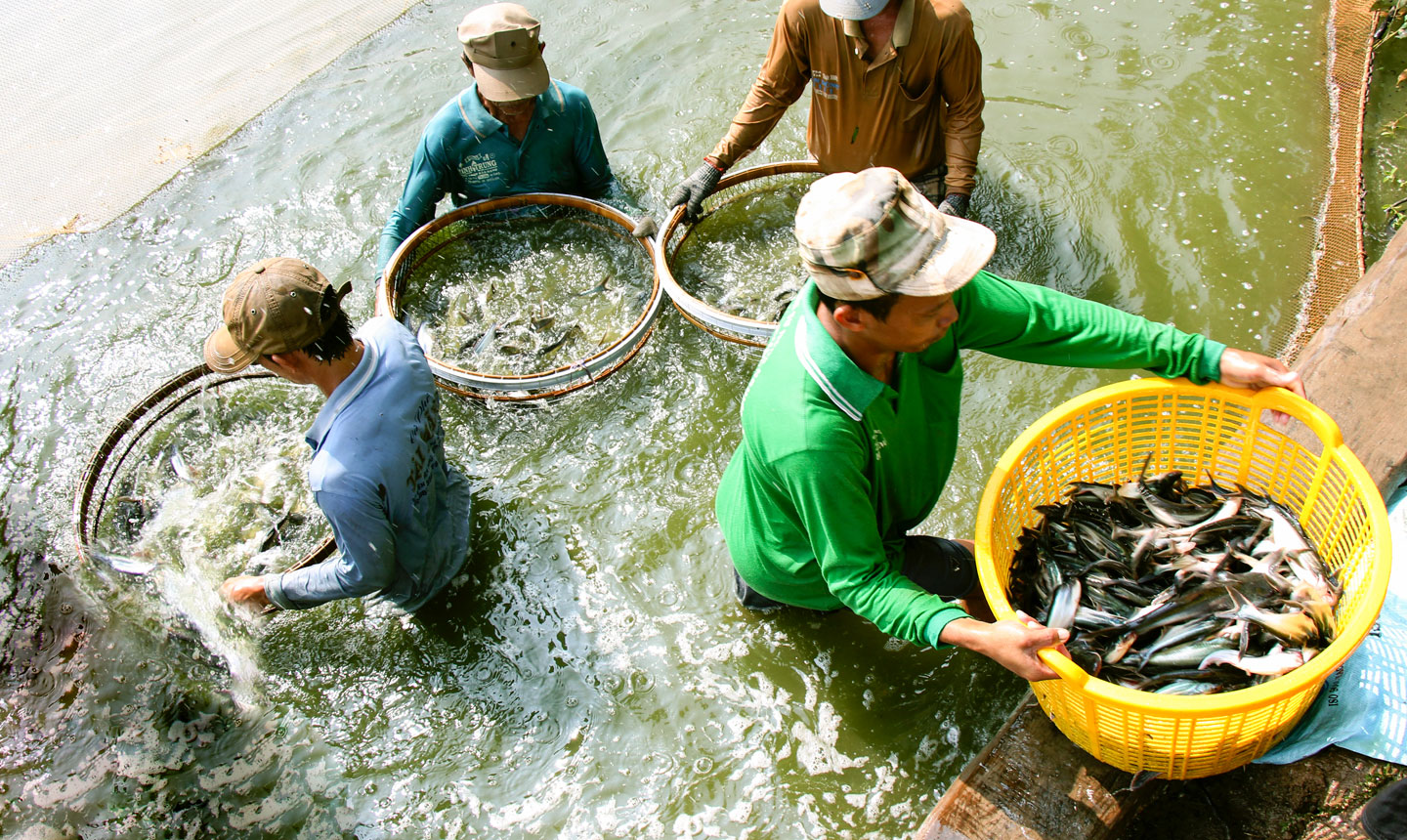 Thời gian qua, các doanh nghiệp nuôi cá tra xuất khẩu trên địa bàn tỉnh chú trọng khâu chất lượng con giống nhằm nâng cao giá trị sản phẩm.