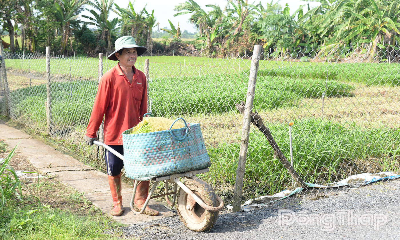 Hiện mỗi ngày, HTX Nông nghiệp tổng hợp Hòa Thạnh cung ứng cho thị trường khoảng 10 tấn rau các loại.