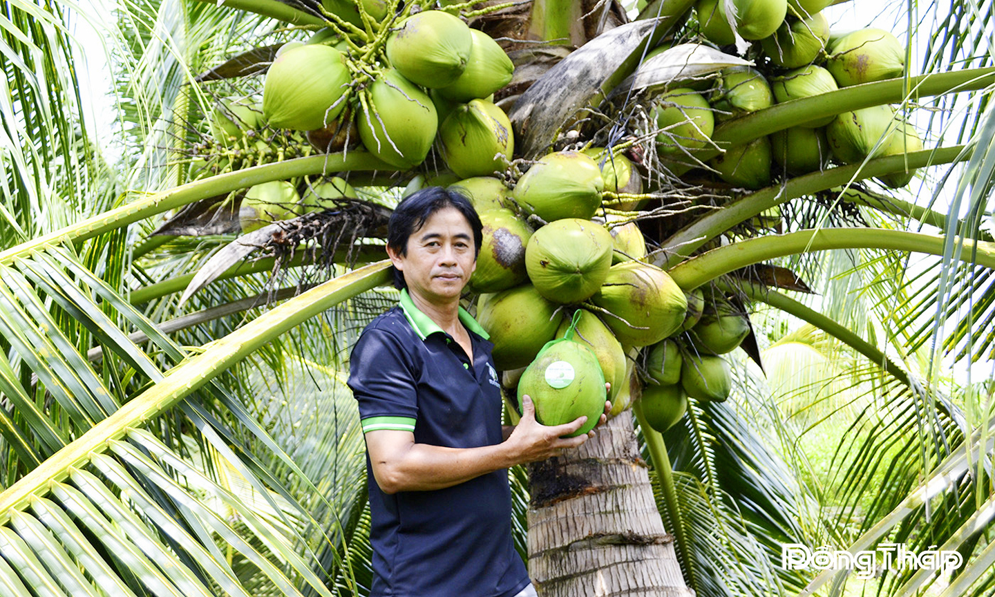 Mô hình dừa sáp cấy phôi đang mở ra triển vọng kinh tế mới cho nông dân Long Định trong tiến trình tái cơ cấu nông nghiệp.                                                                                                                  Ảnh: HỮU THÔNG