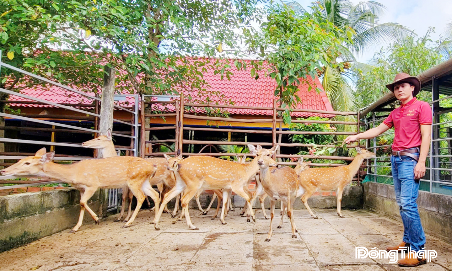 Trang trại nuôi hươu của Hợp tác xã hươu sao Tây Nam Bộ.