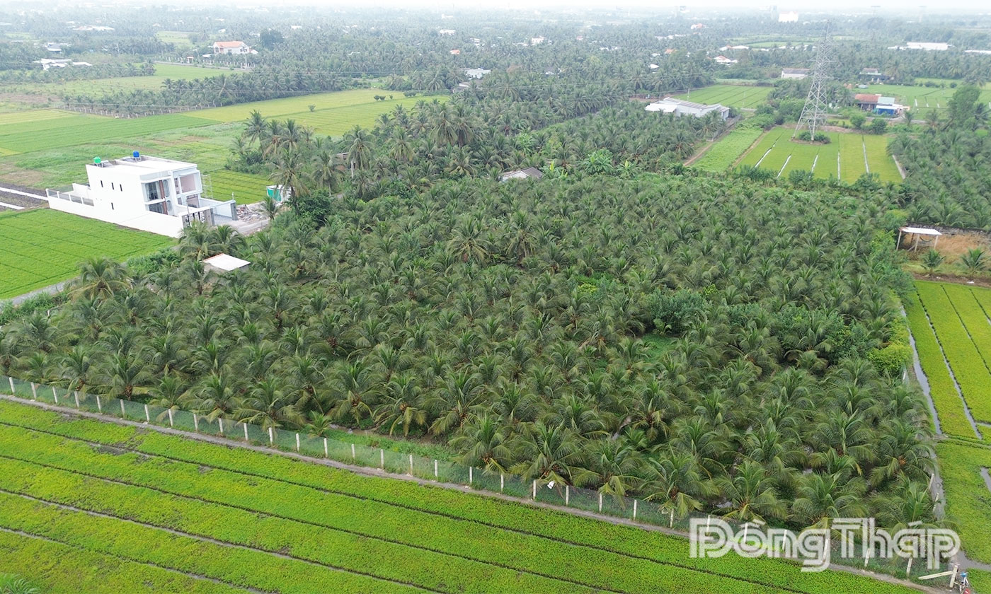 Diện tích dừa trên địa bàn tỉnh phát triển nhanh trong những năm gần đây.