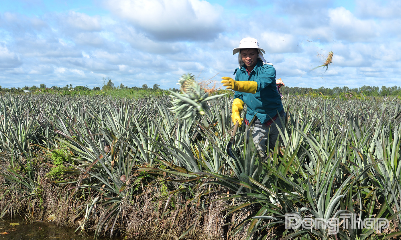 Anh Huỳnh Hữu Tới có thu nhập khá từ diện tích canh tác khóm của gia đình.