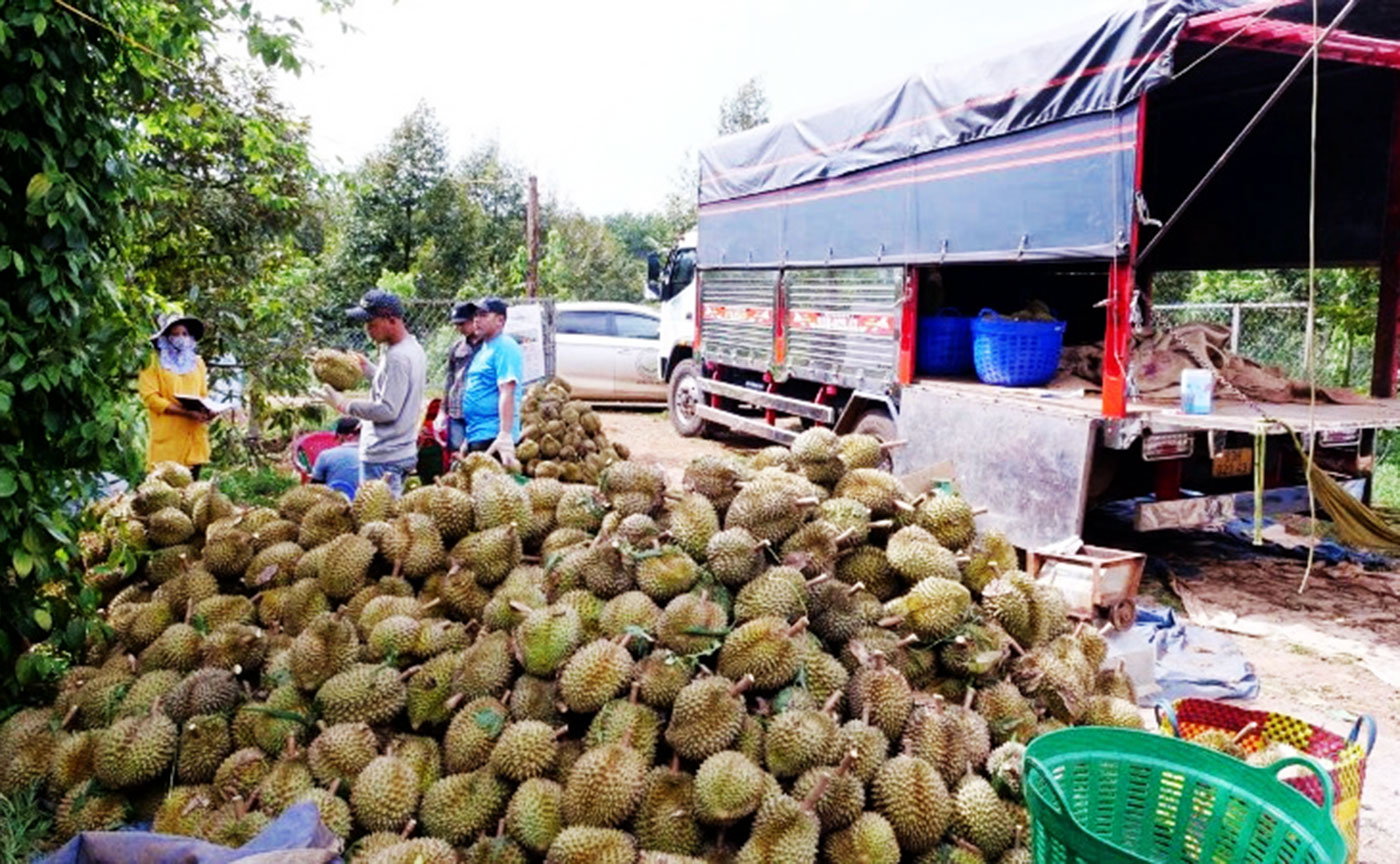 Sầu riêng là mặt hàng có kim ngạch xuất khẩu cao trong 11 tháng đầu năm 2025.